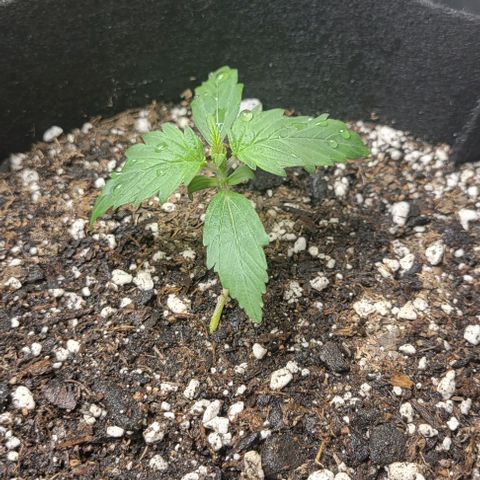 Chocolate mints og auto growlog photo: Seedlings to veg