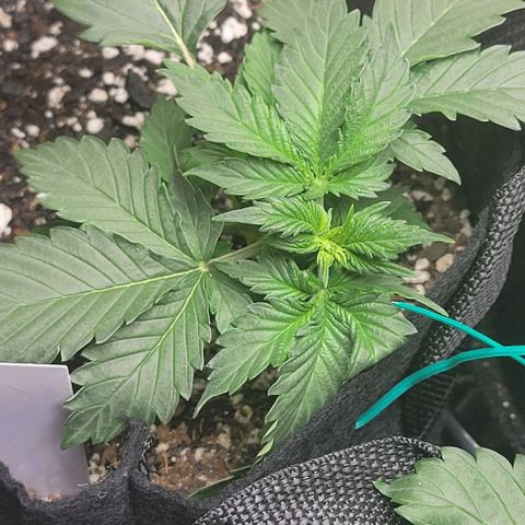 Chocolate mints og auto growlog photo: Seedlings to veg