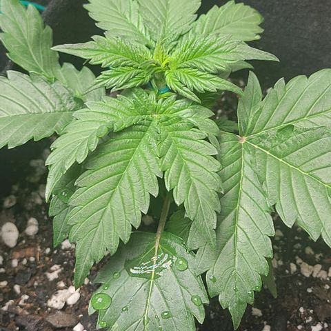 Chocolate mints og auto growlog photo: Seedlings to veg