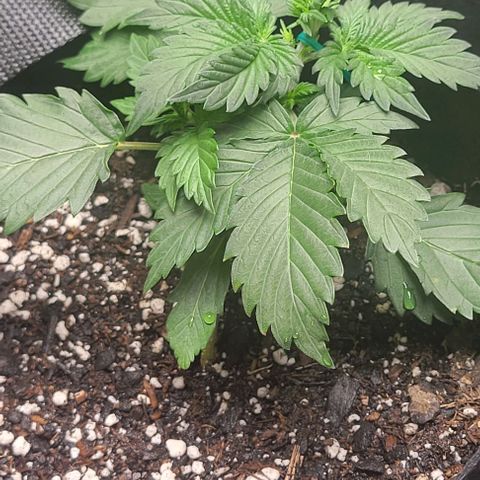 Chocolate mints og auto growlog photo: Seedlings to veg