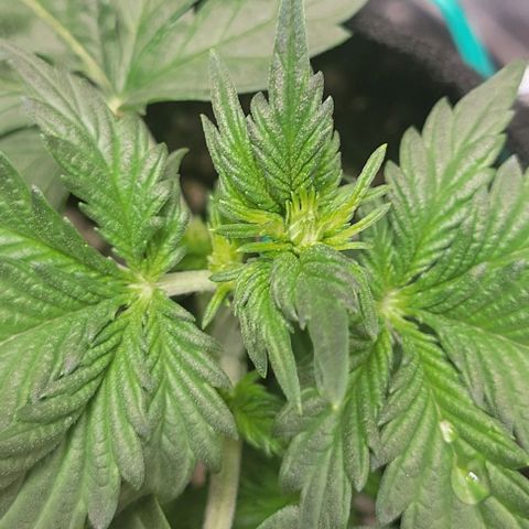 Chocolate mints og auto growlog photo: Seedlings to veg