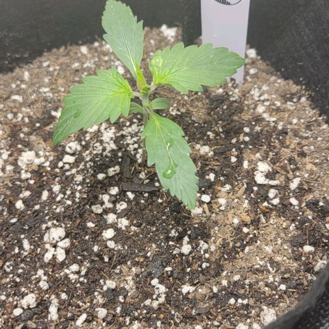 Chocolate mints og auto growlog photo: Seedlings to veg