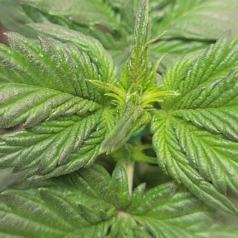 Chocolate mints og auto growlog photo: Seedlings to veg