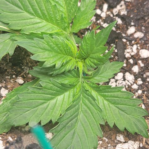 Chocolate mints og auto growlog photo: Seedlings to veg