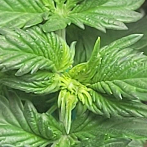 Chocolate mints og auto growlog photo: Veg