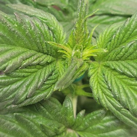 Chocolate mints og auto growlog photo: Veg