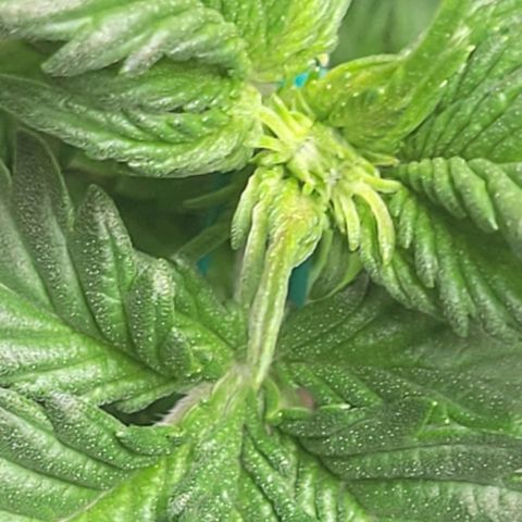 Chocolate mints og auto growlog photo: Veg