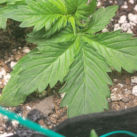 Chocolate mints og auto growlog photo: Veg