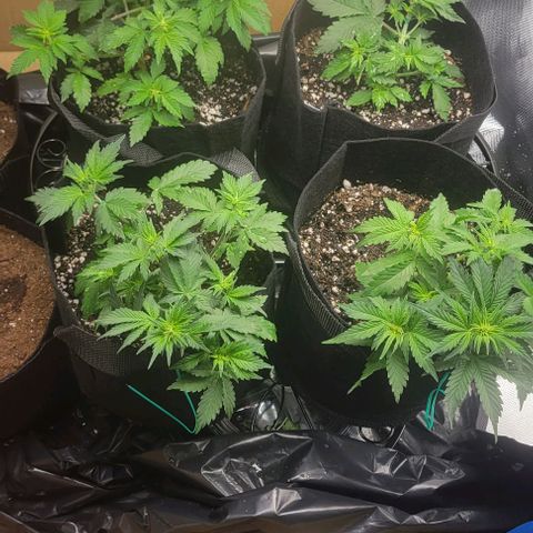 Chocolate mints og auto growlog photo: Veg
