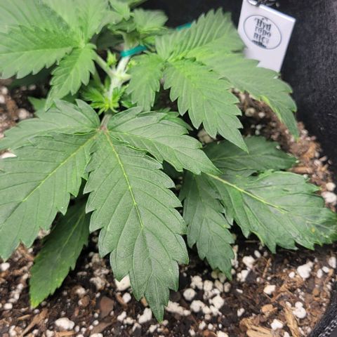 Chocolate mints og auto growlog photo: Veg