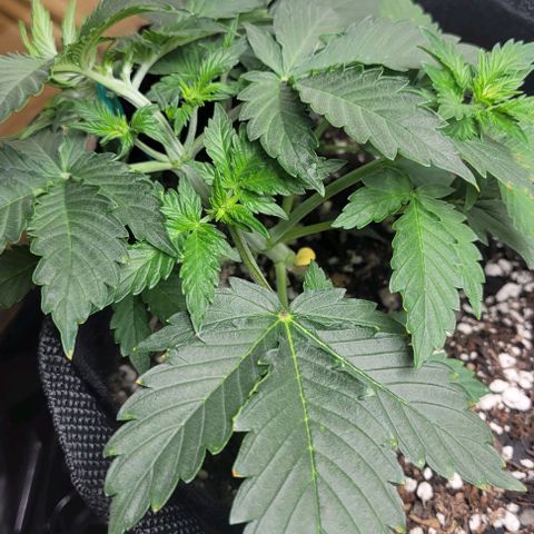 Chocolate mints og auto growlog photo: Veg