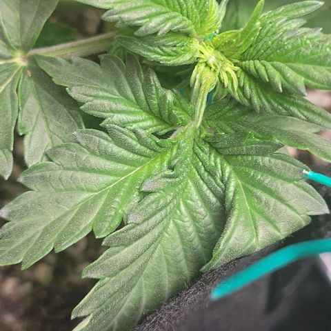 Chocolate mints og auto growlog photo: Veg