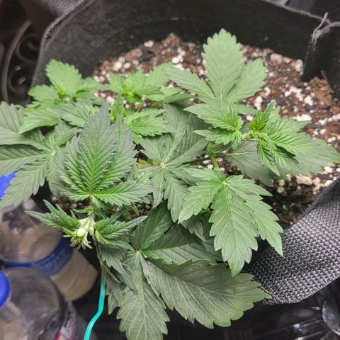 Chocolate mints og auto growlog photo: Veg
