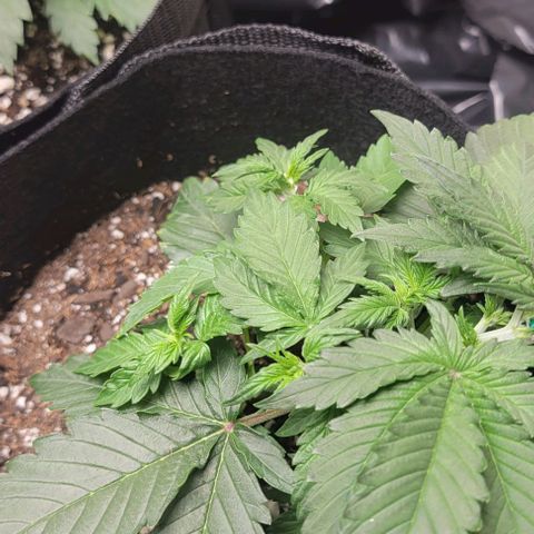 Chocolate mints og auto growlog photo: Veg