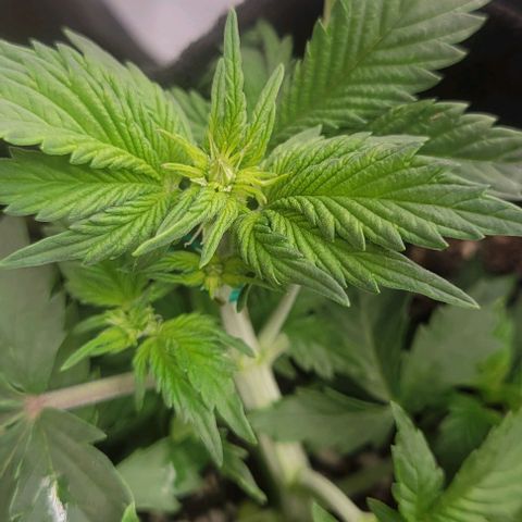 Chocolate mints og auto growlog photo: Veg