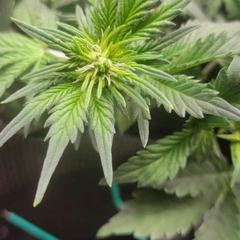 Chocolate mints og auto growlog photo: Veg