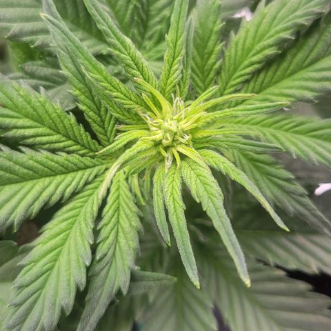 Chocolate mints og auto growlog photo: Veg