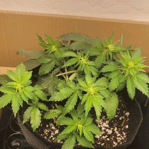 Chocolate mints og auto growlog photo: Veg