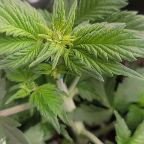 Chocolate mints og auto growlog photo: Veg