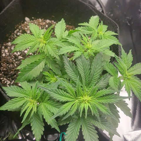 Chocolate mints og auto growlog photo: Veg