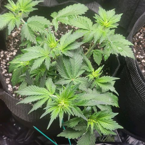 Chocolate mints og auto growlog photo: Veg
