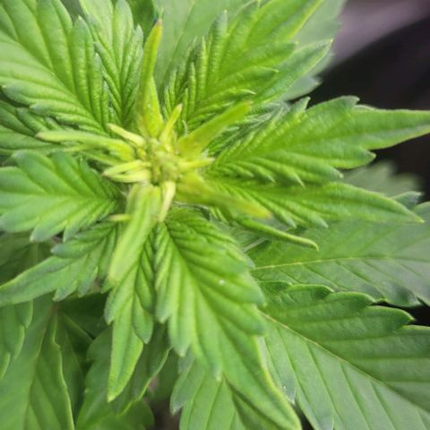 Chocolate mints og auto growlog photo: Veg