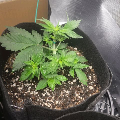 Chocolate mints og auto growlog photo: Veg