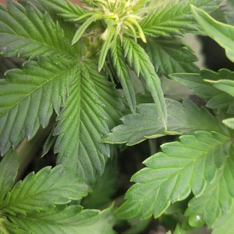 Chocolate mints og auto growlog photo: Veg