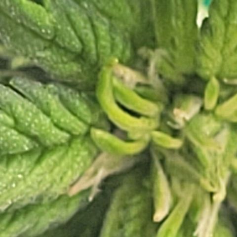 Chocolate mints og auto growlog photo: Veg
