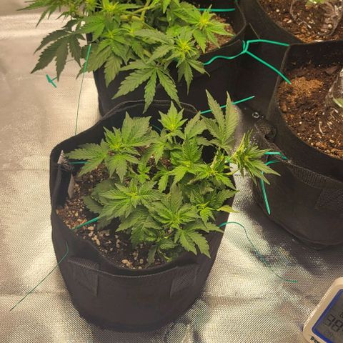 Chocolate mints og auto growlog photo: Veg