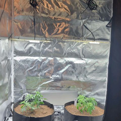 Chocolate mints og auto growlog photo: Veg