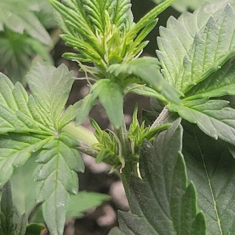 Chocolate mints og auto growlog photo: Veg