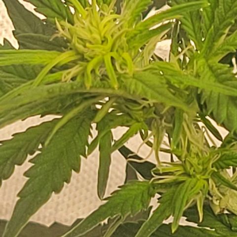 Chocolate mints og auto growlog photo: Veg