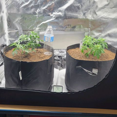 Chocolate mints og auto growlog photo: Veg