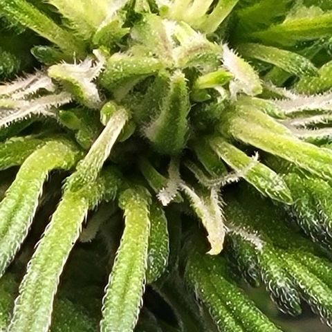 Chocolate mints og auto growlog photo: Veg