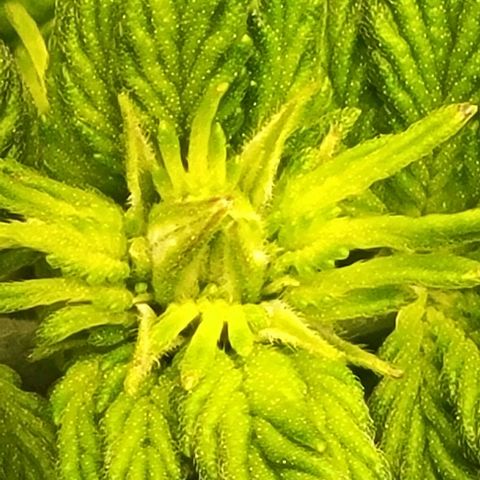 Chocolate mints og auto growlog photo: Veg