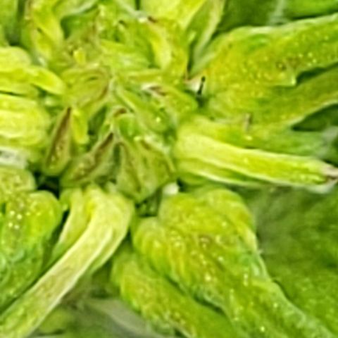 Chocolate mints og auto growlog photo: Veg