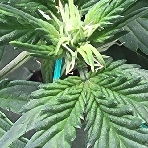 Chocolate mints og auto growlog photo: Veg
