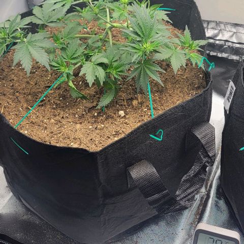 Chocolate mints og auto growlog photo: Veg