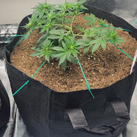 Chocolate mints og auto growlog photo: Veg