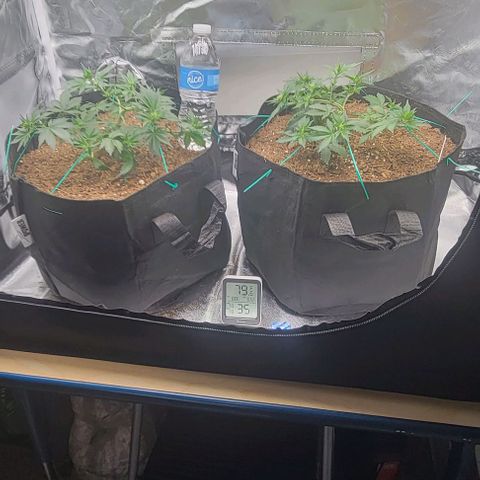 Chocolate mints og auto growlog photo: Veg