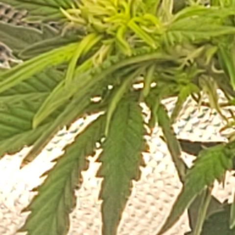 Chocolate mints og auto growlog photo: Veg