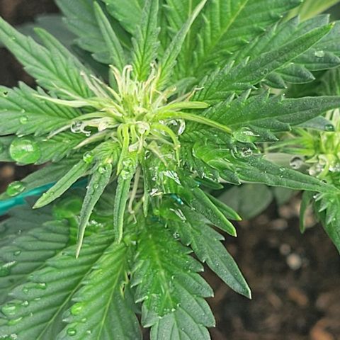 Chocolate mints og auto growlog photo: Veg