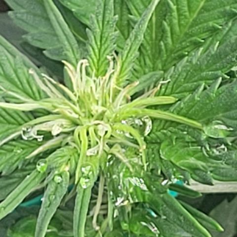 Chocolate mints og auto growlog photo: Veg