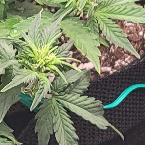 Chocolate mints og auto growlog photo: Veg