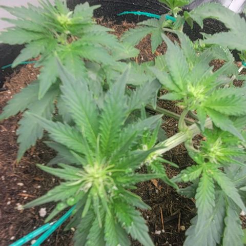 Chocolate mints og auto growlog photo: Veg