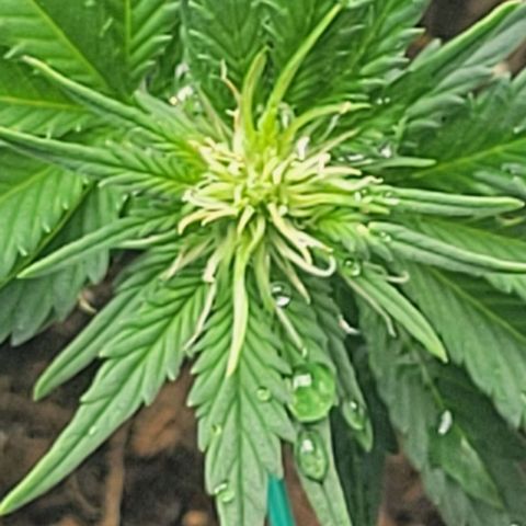 Chocolate mints og auto growlog photo: Veg