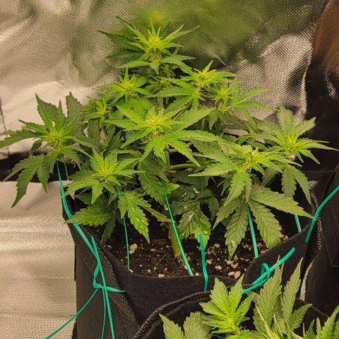Chocolate mints og auto growlog photo: Veg