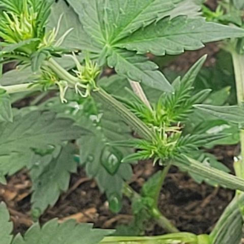 Chocolate mints og auto growlog photo: Veg