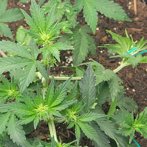Chocolate mints og auto growlog photo: Veg